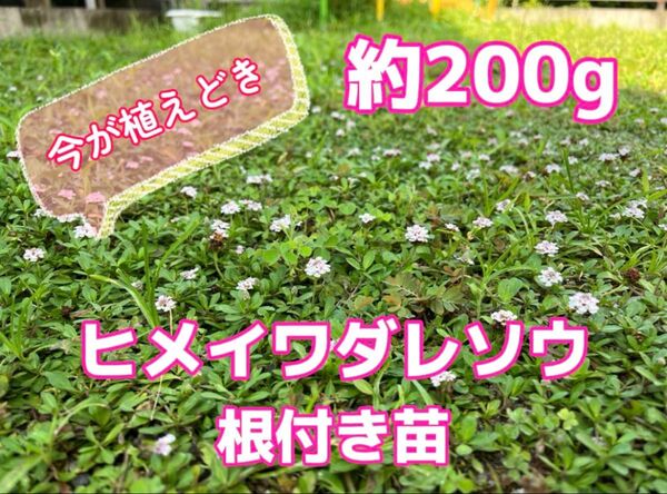 ヒメイワダレソウ 根付き苗 約200g
