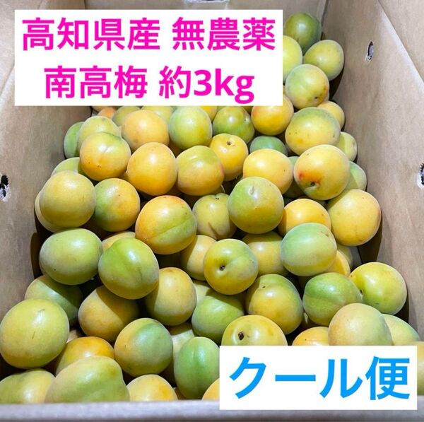 【24時間以内発送】高知県産 無農薬 南高梅 約3kg 2L