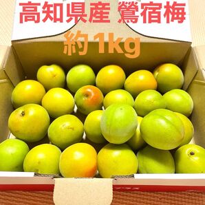 【24時間以内発送】高知県産 無農薬 鶯宿梅 青梅 約1kg 4L