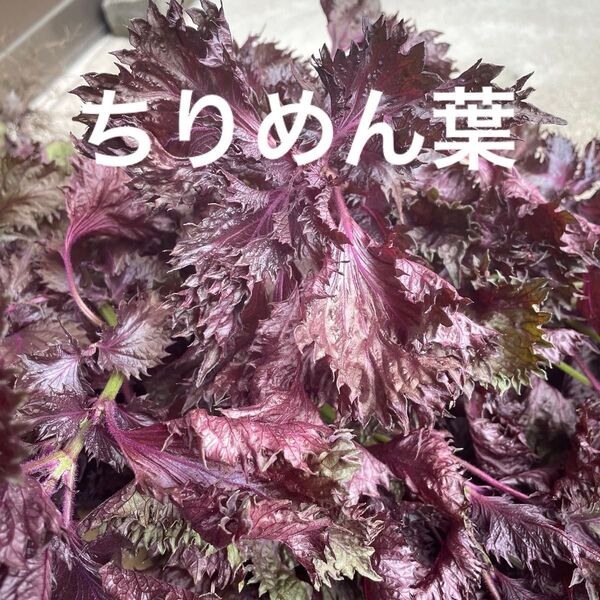 赤紫蘇の葉 太い茎なし 葉のみ150g+α新鮮 赤紫蘇 自家栽培 無農薬