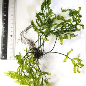 ボルビティス ヒュディロティ 無農薬 水草①