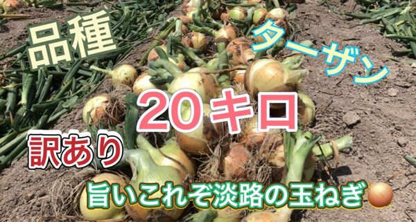 淡路島産淡路島玉ねぎ二等品20キロターザン農家直