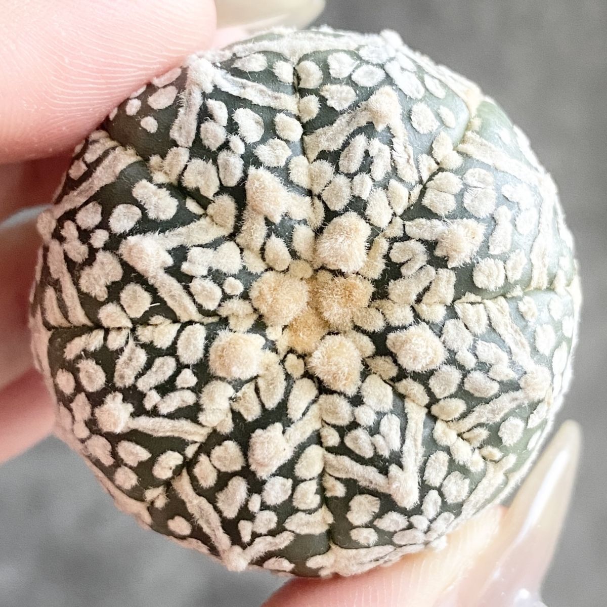 アストロフィツム スーパー兜 Vタイプ 3 Astrophytum asterias
