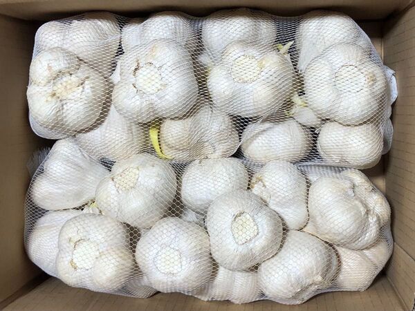 青森県産 にんにく M 2kg 発芽 大特価