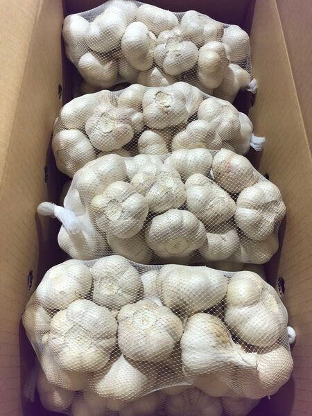 青森県産 にんにく L 10kg 大特価