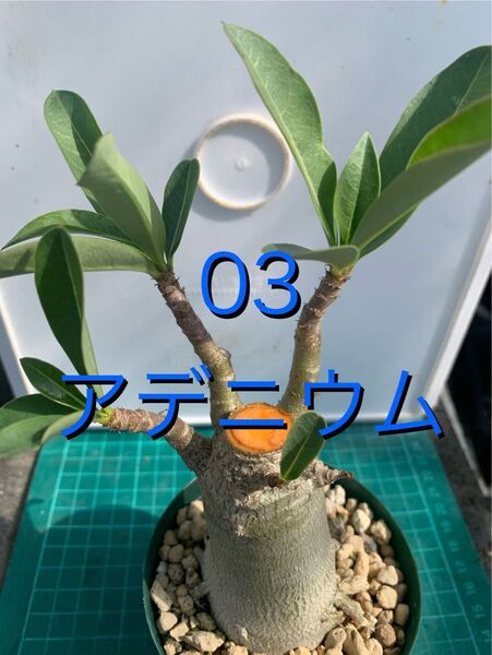03 アデニウム 鉢付
