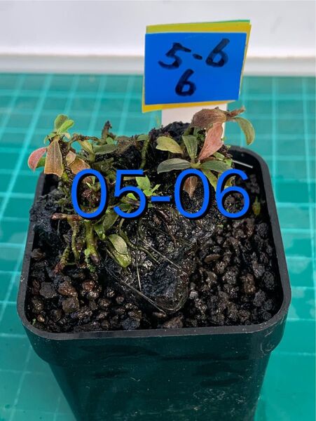 活着の逸品 ブセファランドラspブラウニーフェニックス 群生 黒溶岩 新鮮水草②