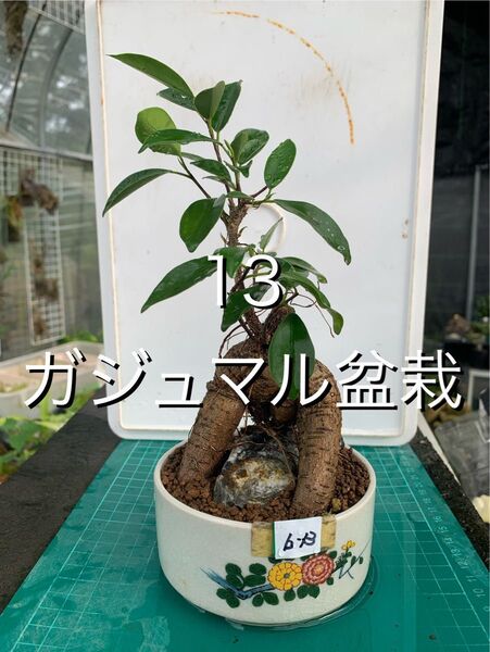 13 ガジュマル 盆栽 小品盆栽