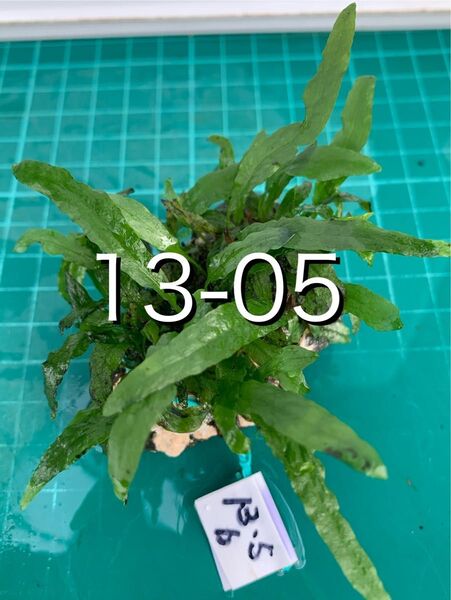 メダカにポン ミクロソリウム・プテロプス レイアウト石 新鮮水草②