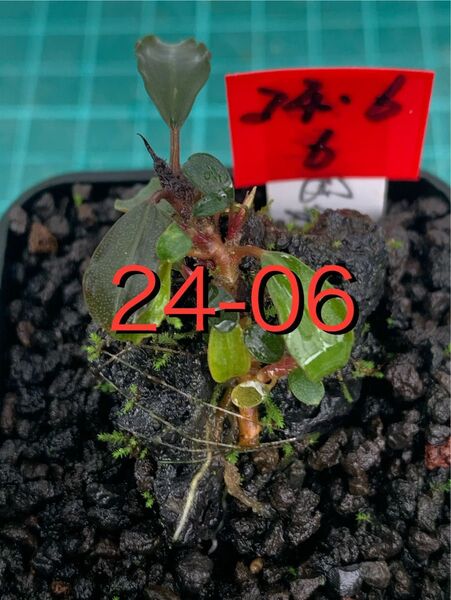 盆栽風水草 ブセファランドラspラマンダウ 黒溶岩 新鮮水草②