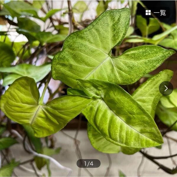 植物 ポトス トラディスカンチア(セブリナ)つる万年草(セダム)