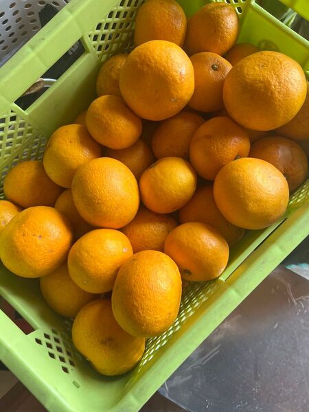 甘夏みかん10kg箱入り