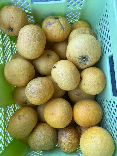 生成り甘夏みかん20Kg箱入り