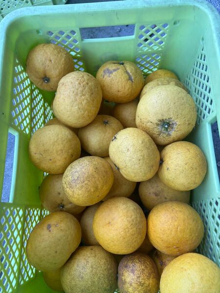 生成り甘夏みかん20Kg箱入り