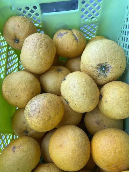 甘夏10Kg
