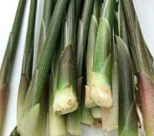 みょうがたけ 無農薬