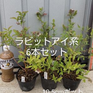 ブルーベリー苗 ラビットアイ系6本セット