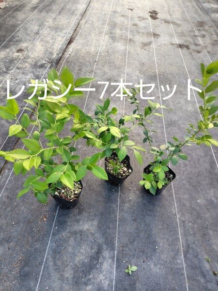 ブルーベリー苗 レガシー7本セット