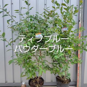 ブルーベリー苗 パウダーブルー&ティフブルー 7号ポット2本セット
