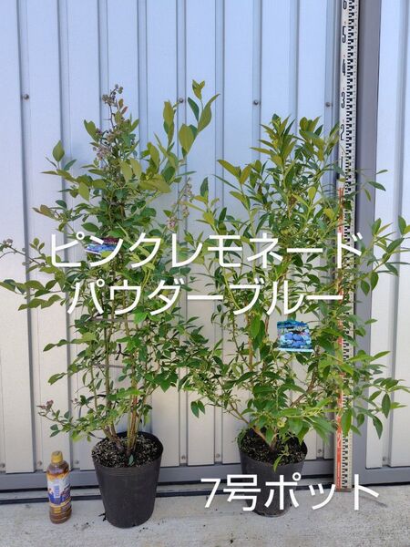 ブルーベリー苗 ピンクレモネード&パウダーブルー7号ポット2本セット