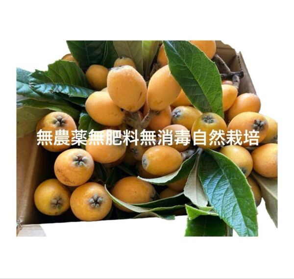 新鮮ビワ 無農薬無肥料 自然栽培3キロ以上