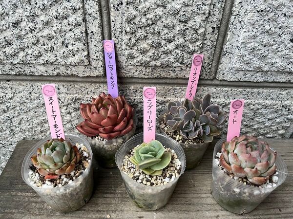 韓国苗5個セット Shal 多肉植物 エケベリア カット苗