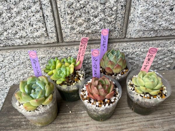 韓国苗5個セット Kur 多肉植物 エケベリア カット苗
