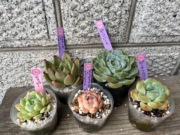 韓国苗5個セット Blue 多肉植物 エケベリア カット苗