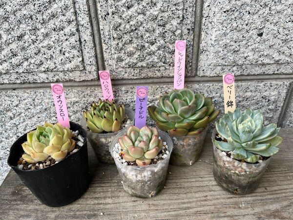 韓国苗5個セット Hall 多肉植物 エケベリア カット苗