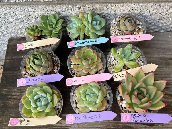 韓国苗9個セット Babl 多肉植物 エケベリア カット苗