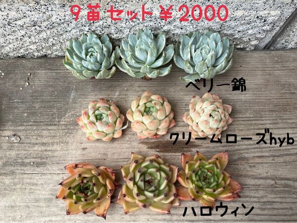韓国苗9苗セット Bch 多肉植物 エケベリア カット苗
