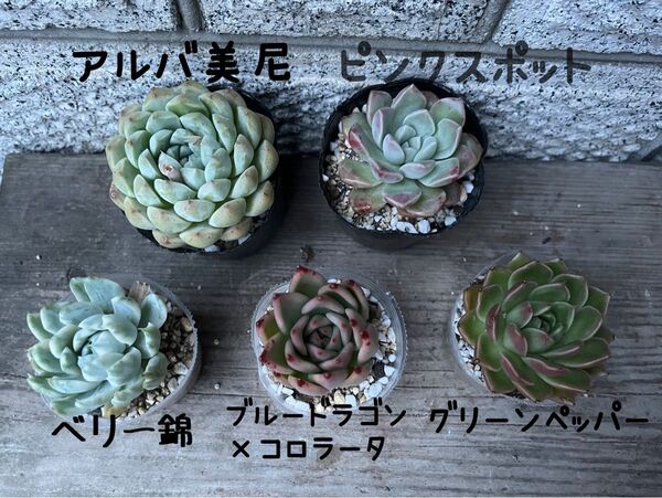 韓国苗5個セット Apb 多肉植物 エケベリア カット苗