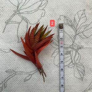 ハオルシア 十二の巻 多肉植物