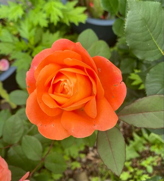 バラ苗 薔薇苗 オレンジバラ DA 挿木苗2