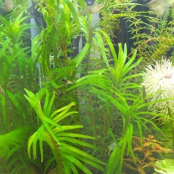 エイクホルニア ナイジェリア水中葉1本
