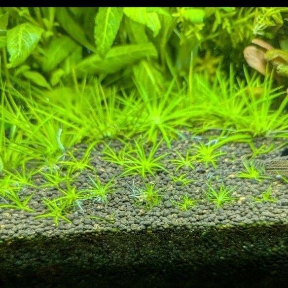 ホシクサ ポラリス水中葉子株1株