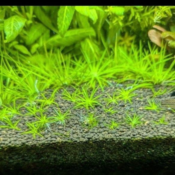 ホシクサ ポラリス水中葉子株1株