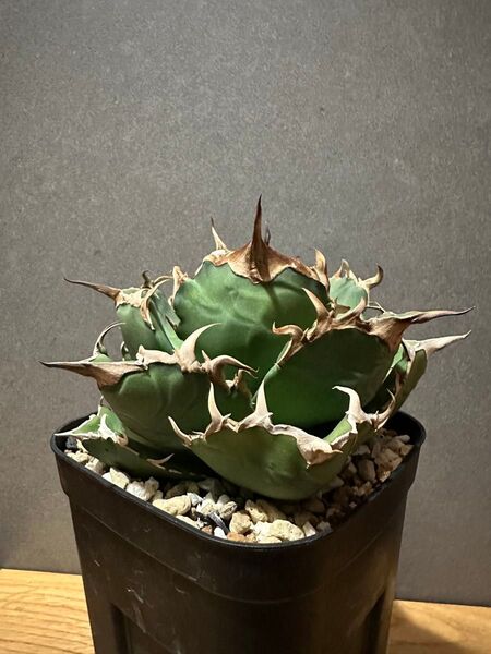 Taiwan NONAME 現品 台湾ノーネーム アガベ チタノタ オテロイ agave titanota oteroi
