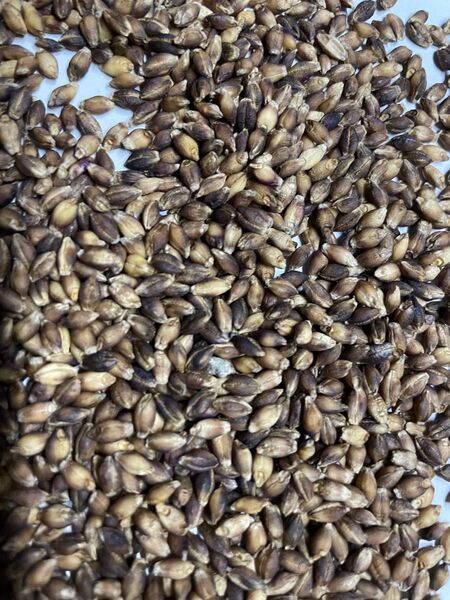 【淡路島産/無農薬】令和7年産 もち麦(ダイシモチ/六条もち麦はだか麦) 1kg