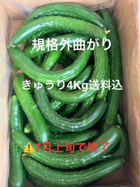 無言・評価しない方はお断り! 群馬県産 朝採り ハウス栽培 曲がり規格外きゅうり 4㎏送料込日付指定不可