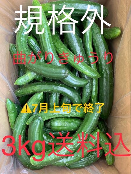 無言・評価しない方はお断り! 群馬県産 朝採り ハウス栽培 曲がり規格外きゅうり 3㎏送料込日付指定不可