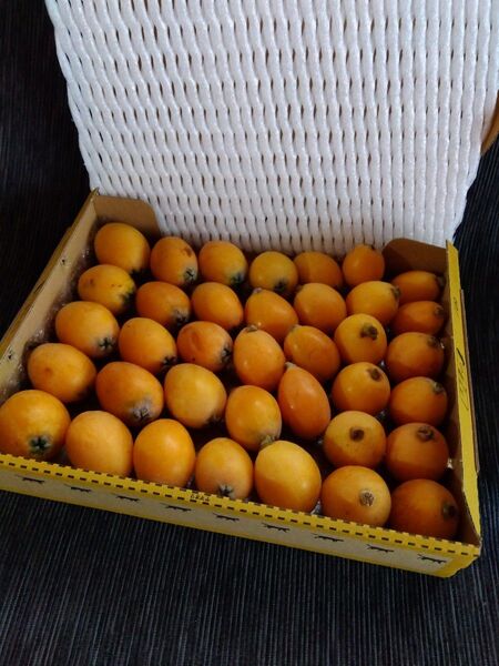 枇杷 新鮮 茂木ビワ コンパクト箱いっぱ~い 箱込み1K程度 有機栽培 びわ