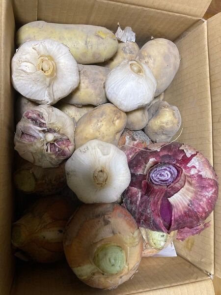 農薬不使用根野菜セット、香川県産、80サイズいっぱい