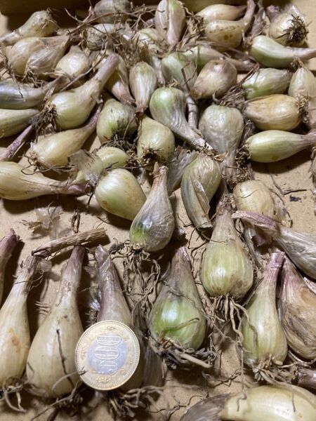農薬不使用らっきょう香川県産、ネコポス600グラム