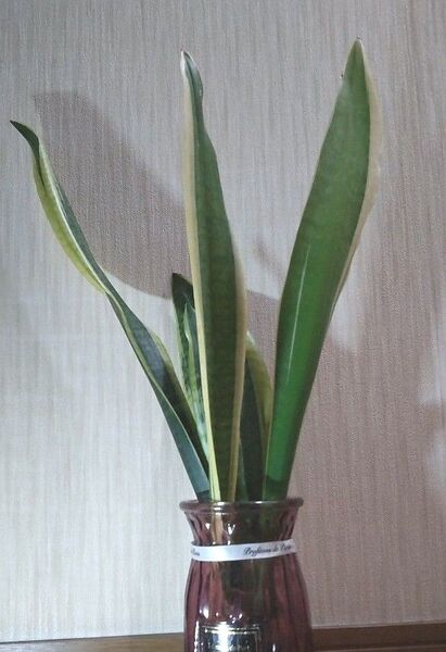 観葉植物 サンスベリア 根付苗