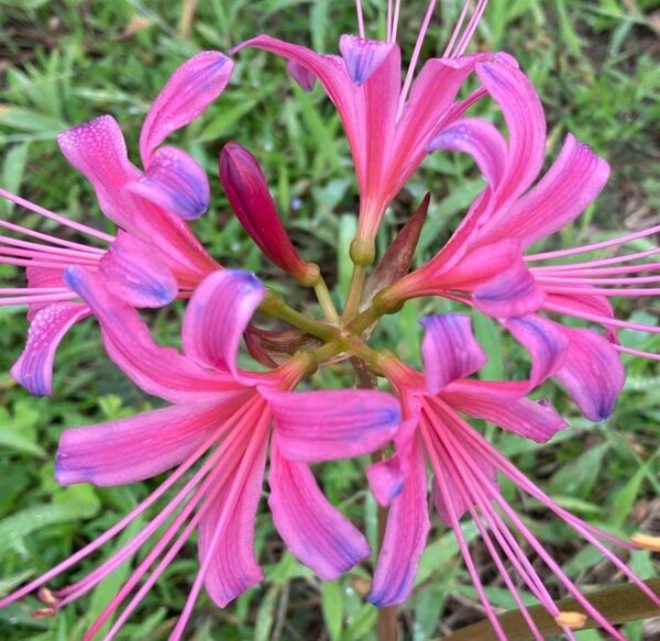 彼岸花 リコリス ピンク 花 植物 球根