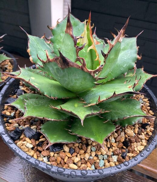 ⑥FO-76 Agave アガベ チタノタ オテロイ多肉植物