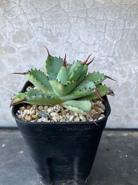 八荒雷神 アガベ Agave 多肉植物 ポタトラム イシスメンシス