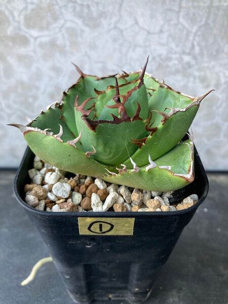 ①ジャガーノート Agave アガベ チタノタ オテロイ多肉植物
