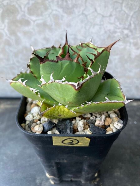 ②ジャガーノート Agave アガベ チタノタ オテロイ多肉植物